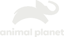 Animal Planet